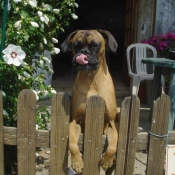 Photo de Boxer