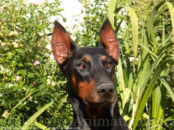 Photo de Dobermann