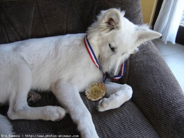 Photo de Berger blanc suisse