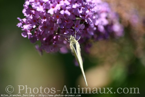 Photo de Papillon