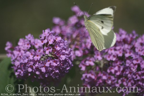 Photo de Papillon