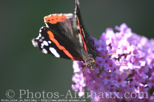 Photo de Papillon