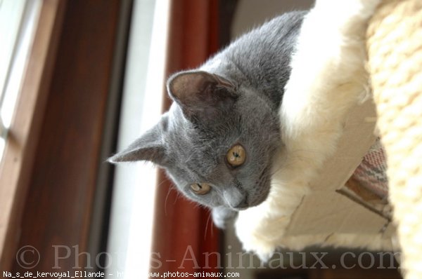 Photo de Chartreux