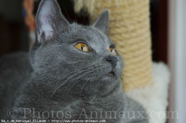 Photo de Chartreux