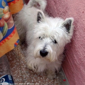 Photo de West highland white terrier