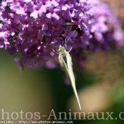 Photo de Papillon