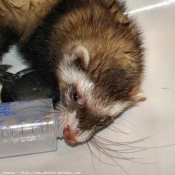 Photo de Furet