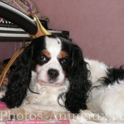 Photo de Cavalier king charles spaniel