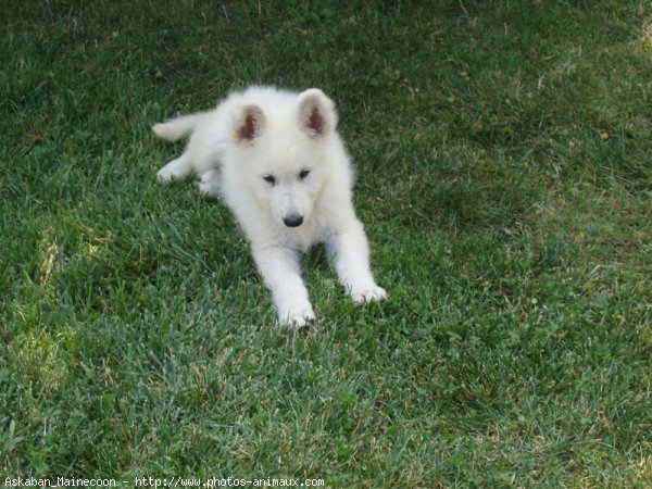 Photo de Berger blanc suisse