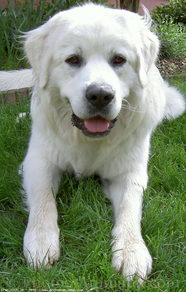 Photo de Chien de berger des tatras