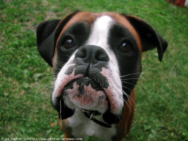 Photo de Boxer