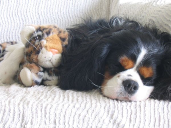 Photo de Cavalier king charles spaniel