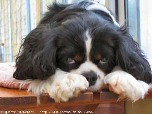 Photo de Cavalier king charles spaniel