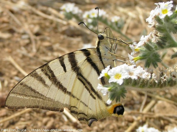 Photo de Papillon