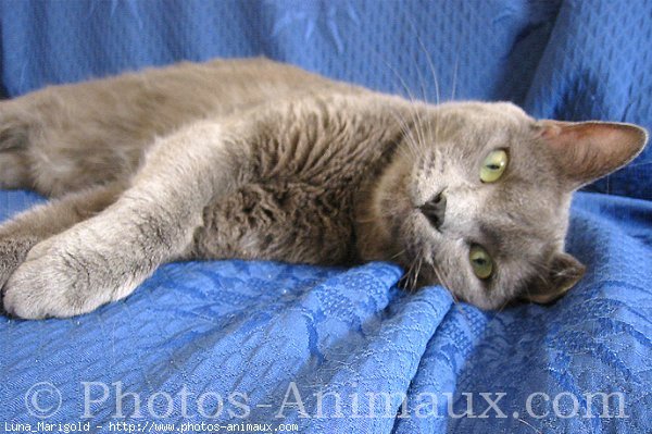 Photo de Chartreux