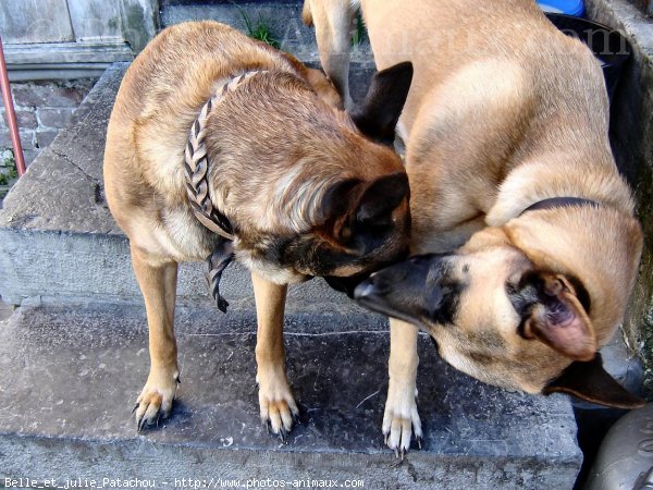 Photo de Berger belge malinois