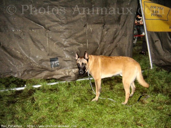 Photo de Berger belge malinois