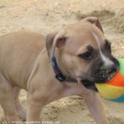 Photo d'American staffordshire terrier