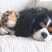 Photo de Cavalier king charles spaniel