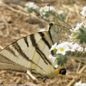 Photo de Papillon