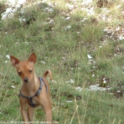 Photo de Pinscher nain