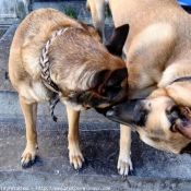 Photo de Berger belge malinois