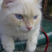 Photo de Ragdoll