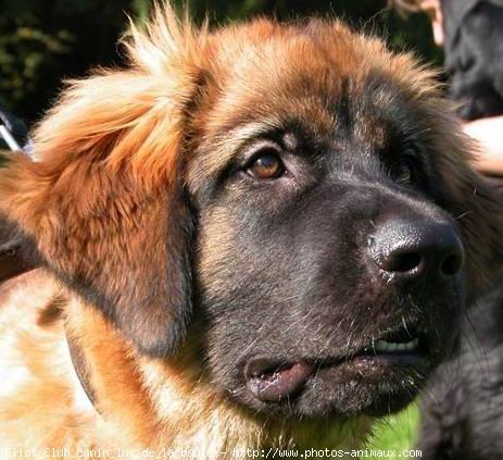 Photo de Leonberg