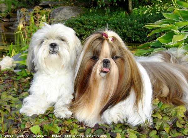 Photo de Shih tzu