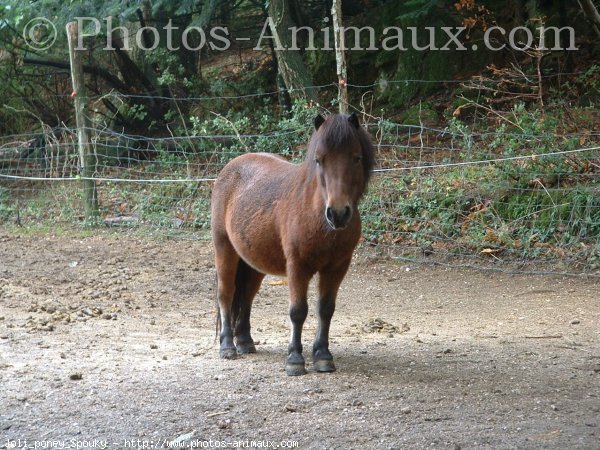 Photo de Shetland