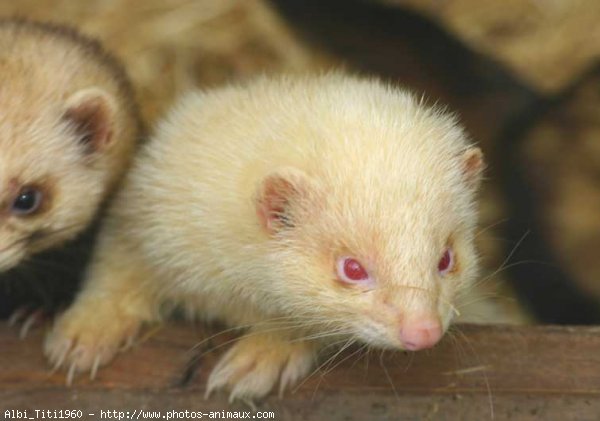 Photo de Furet