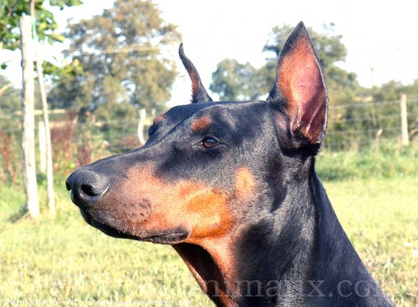 Photo de Dobermann