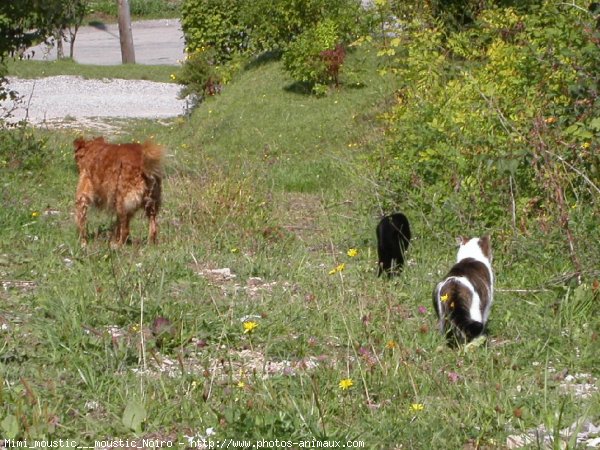 Photo de Chat domestique