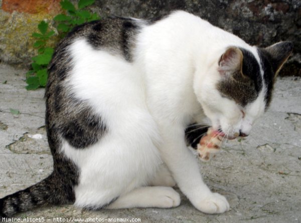 Photo de Chat domestique