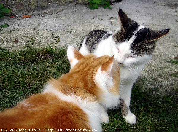 Photo de Chat domestique