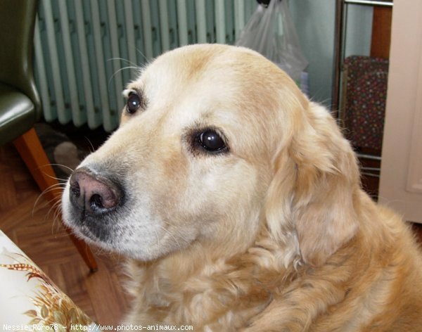 Photo de Golden retriever