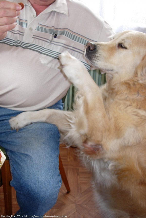 Photo de Golden retriever