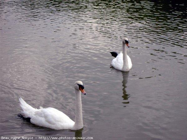 Photo de Cygne