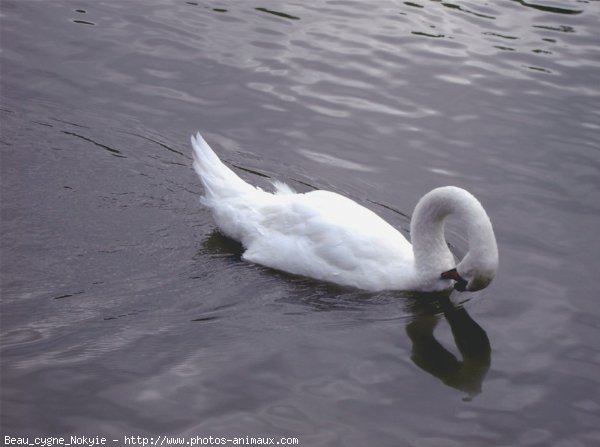 Photo de Cygne