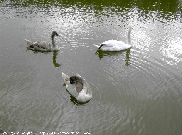 Photo de Cygne