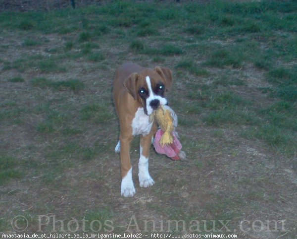 Photo de Boxer