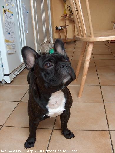 Photo de Bouledogue franais