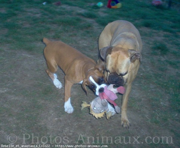 Photo de Boxer