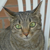 Photo d'Ocicat