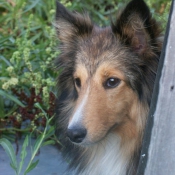 Photo de Chien de berger des shetland