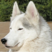 Photo de Husky siberien