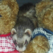 Photo de Furet