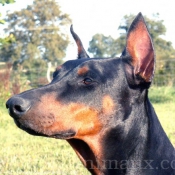 Photo de Dobermann