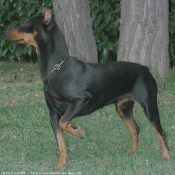 Photo de Pinscher allemand