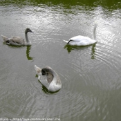 Photo de Cygne